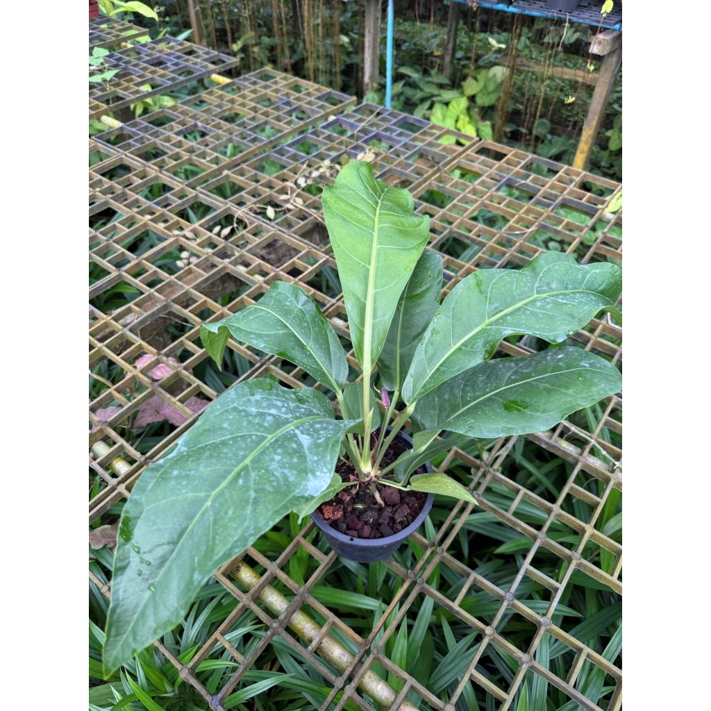 มุมมอง 3