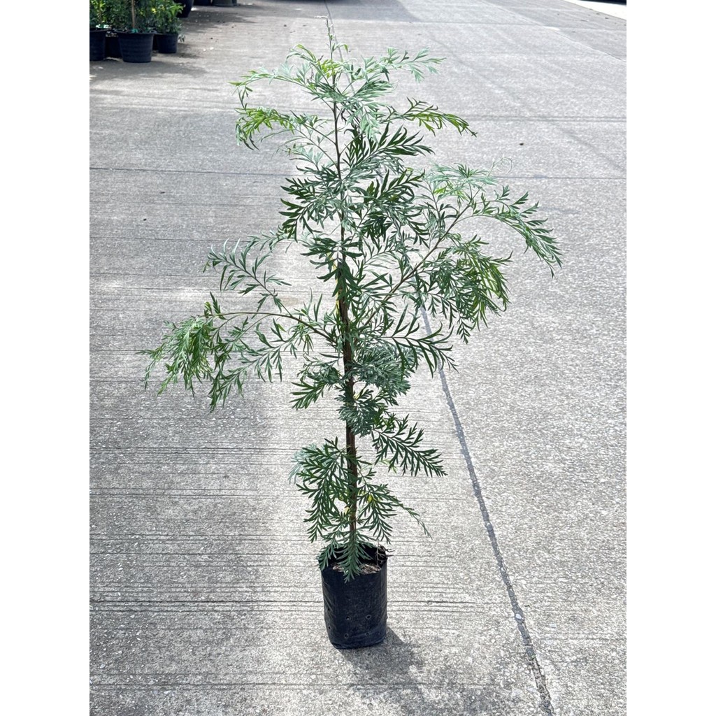 มุมมอง 2