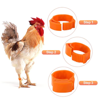 หลายสี ห่วงขาไก่100ชิ้น ห่วงเท้าไก่แหวนขาไก่พลาสติกปรับได้พร้อมตัวเลข แถบขาไก่ที่มีสีสันวงขาสัตว์ปีก