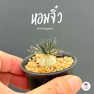 หอมจิ๋ว ออร์นิโทกาลัม Ornithogalum ไม้อวบน้ำ กุหลาบหิน Cactus&Succulent หลากหลายสายพันธุ์