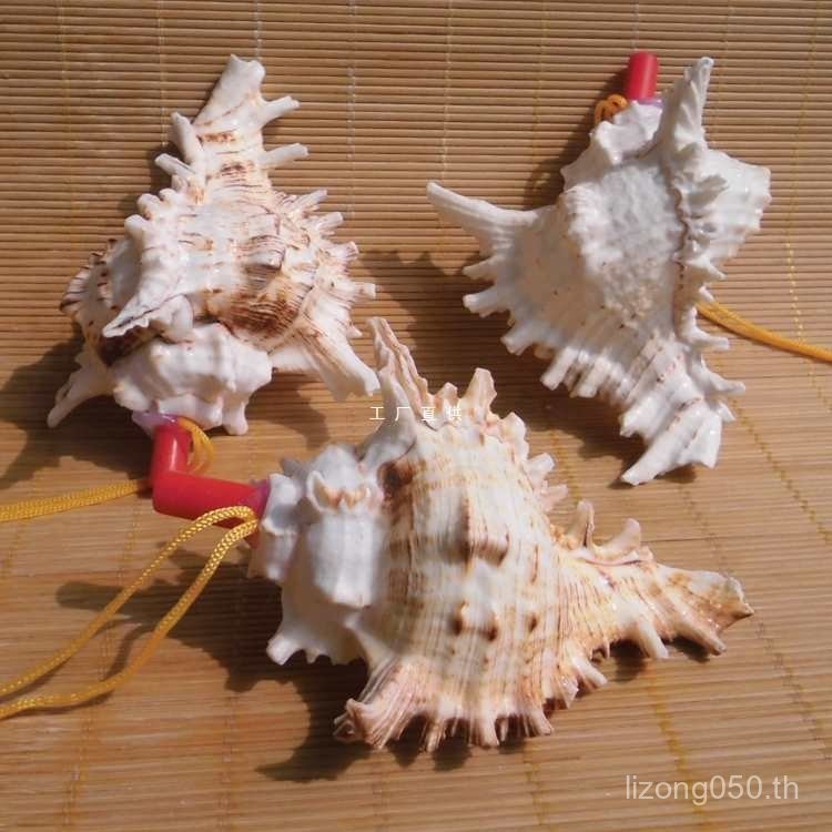 แผงลอย Conch Number ขนาดเล็ก Conch Number ขายร้อน Conch หัตถกรรมของเล่นเชลล์เด็กนกหวีด Conch FCL3