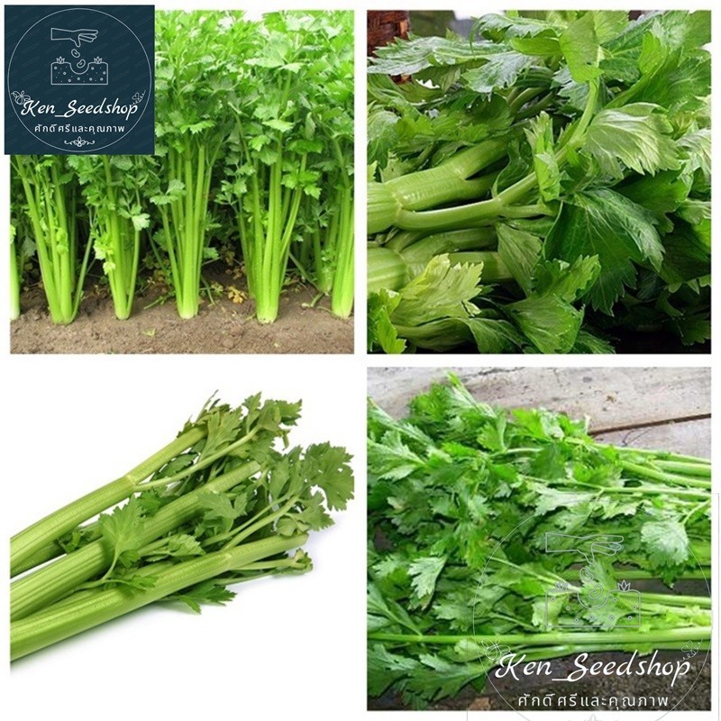 1500-2000 เมล็ด เมล็ดพันธุ์ เซเลอรี่ (celery)  ขึ้นฉ่ายฝรั่งต้นใหญ่