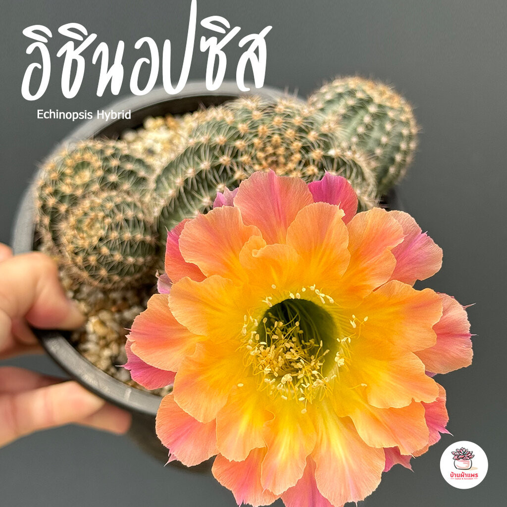 อิชินอปซิส ดอกสีแอปริคอต Echinopsis Hybrid แคคตัส กระบองเพชร cactus&succulent