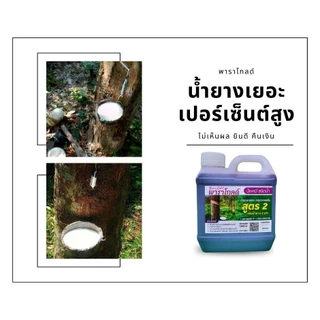 “พาราโกลด์” สูตร ทาหน้ายาง เพิ่มธาตุอาหารให้ต้นยาง อาหารเสริมกระตุ้นน้ำยาง เพิ่มน้ำยาง หน้ายางนิ่ม