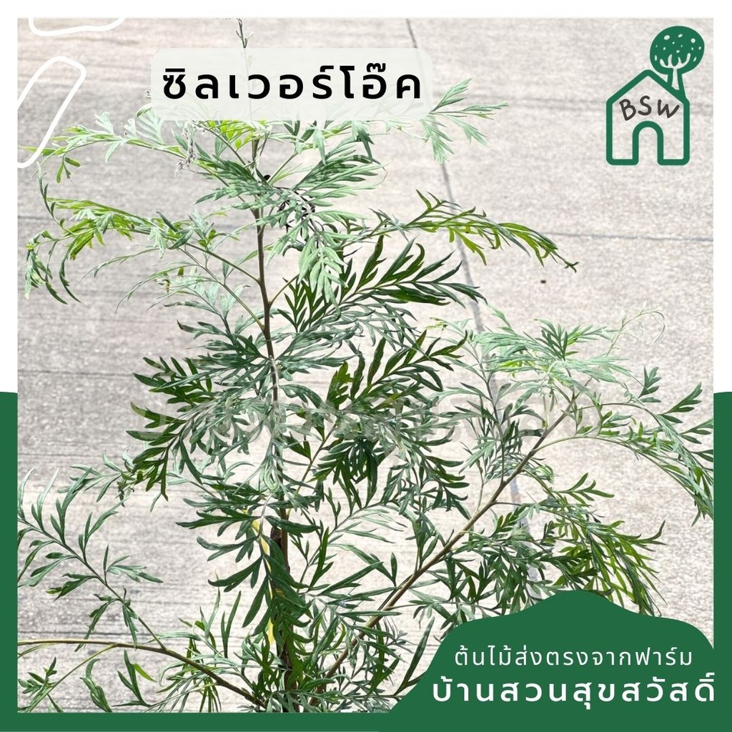 มุมมอง 5