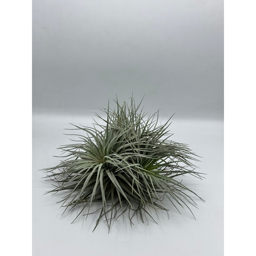 มุมมอง 4