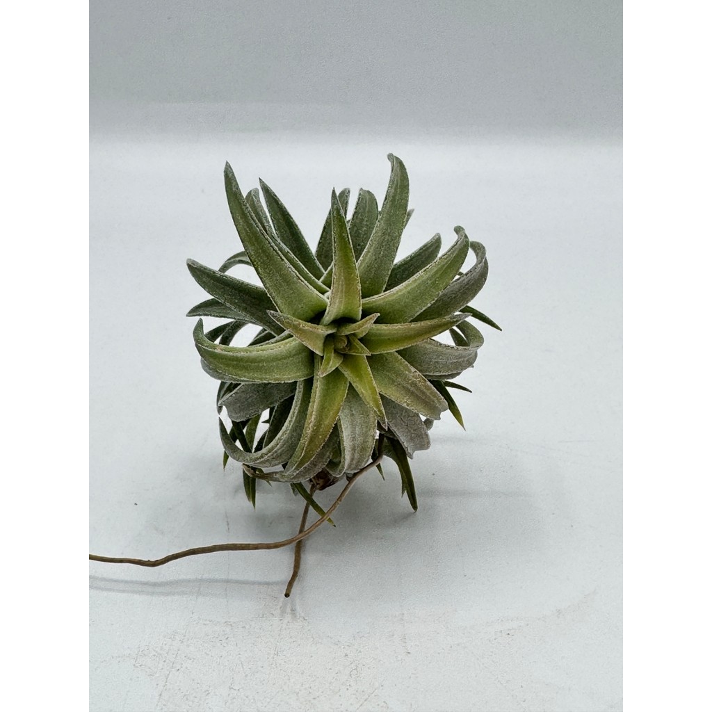 มุมมอง 4