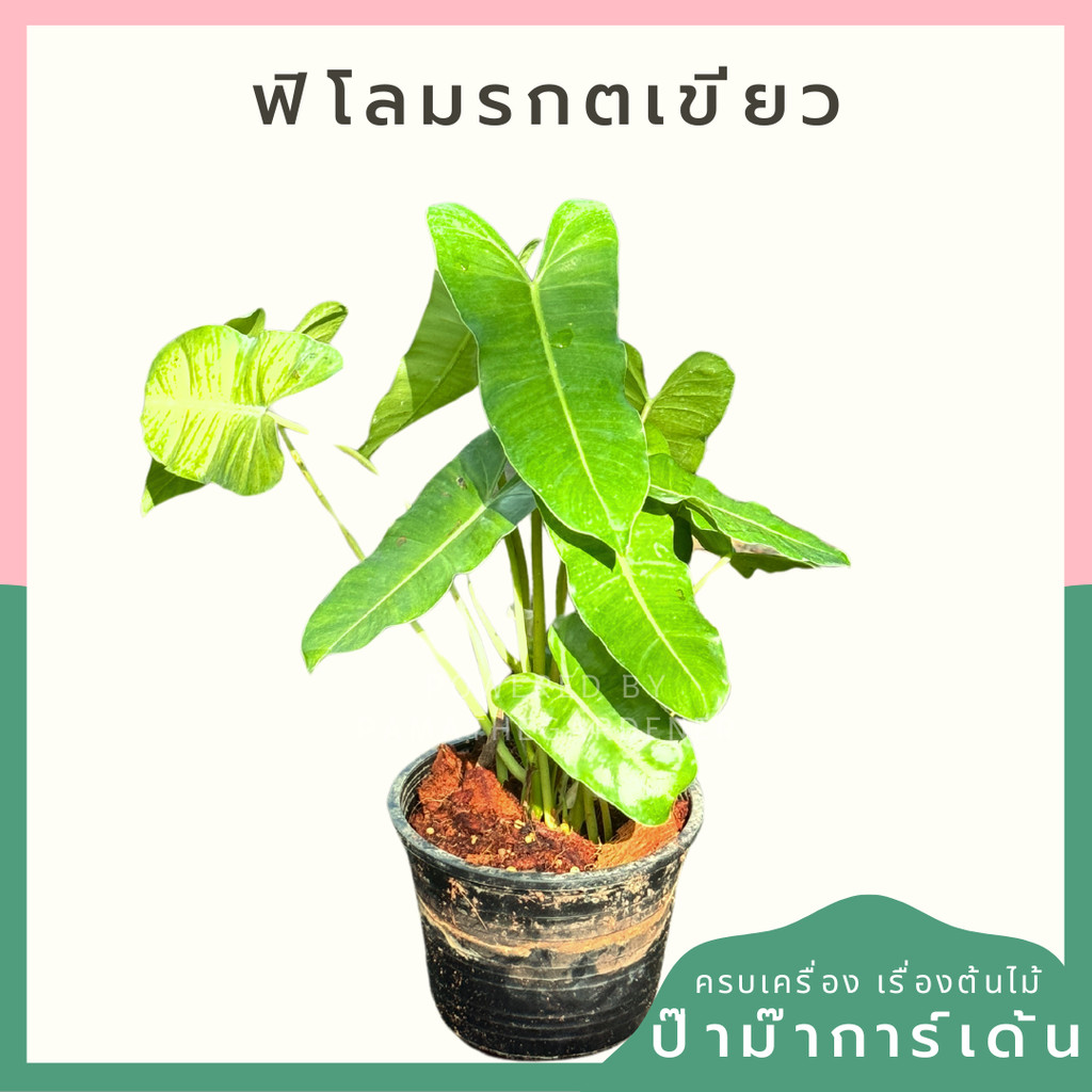 ฟิโลมรกตเขียว 6 นิ้ว Philodendron Burle-marxii