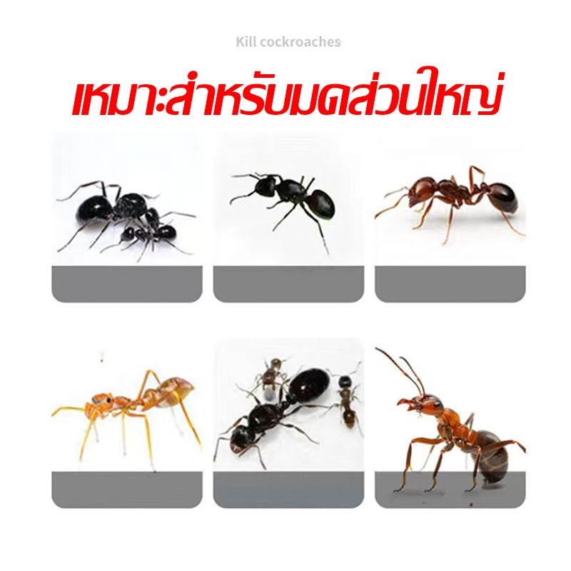 COD เจลกำจัดมด ตายยกรัง ไร้สี ไร้กลิ่น ไม่เป็นอันตราย, เจลกำจัดมด เหยื่อกำจัดมด เหยื่อมด เหยื่อล่อมด เจลมด Ant bait ราคา ถูกที่สุด ดีลบีเคเค แกลเลอรีภาพที่ 7