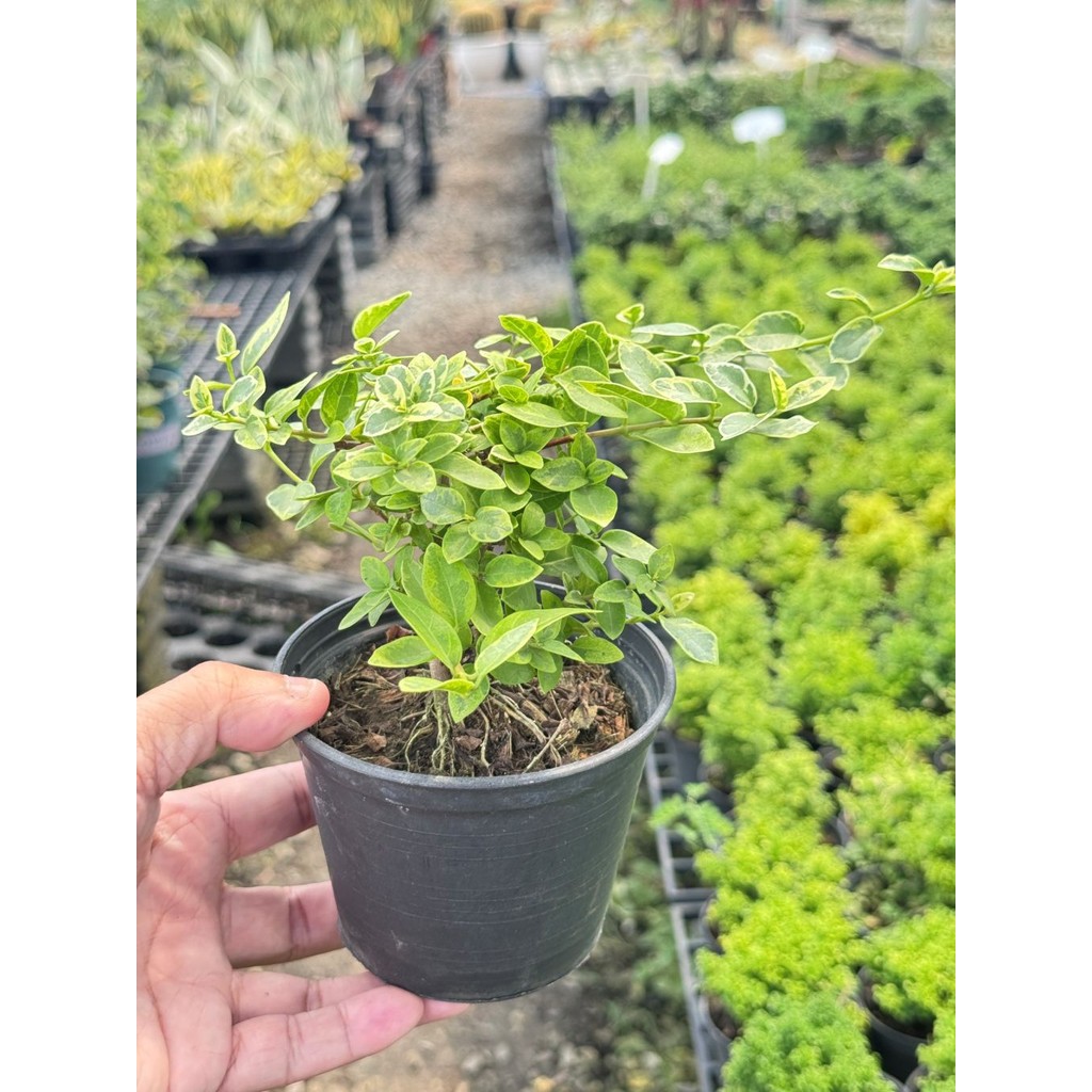 มุมมอง 4