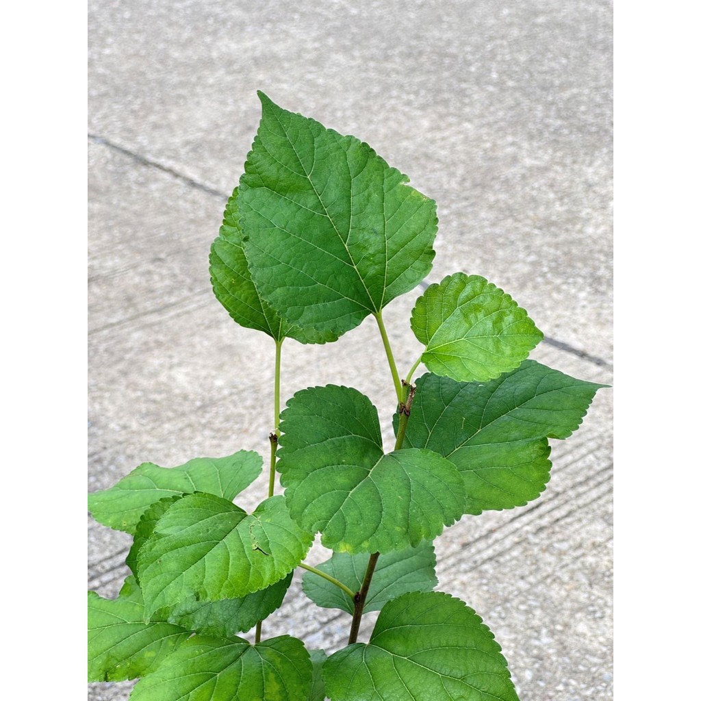 มุมมอง 3