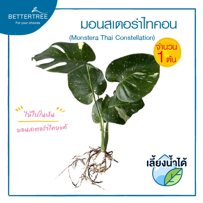 มอนสเตอร่าไทคอน (จำนวน 1 ต้น) เลี้ยงน้ำได้  ต้นไม้มงคล ต้นไม้ฟอกอากาศ