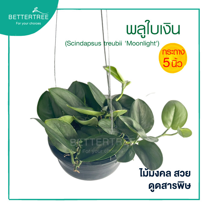 พลูใบเงิน (กระถาง 5 นิ้ว) ต้นไม้ฟอกอากาศ ต้นไม้มงคล ต้นไม้