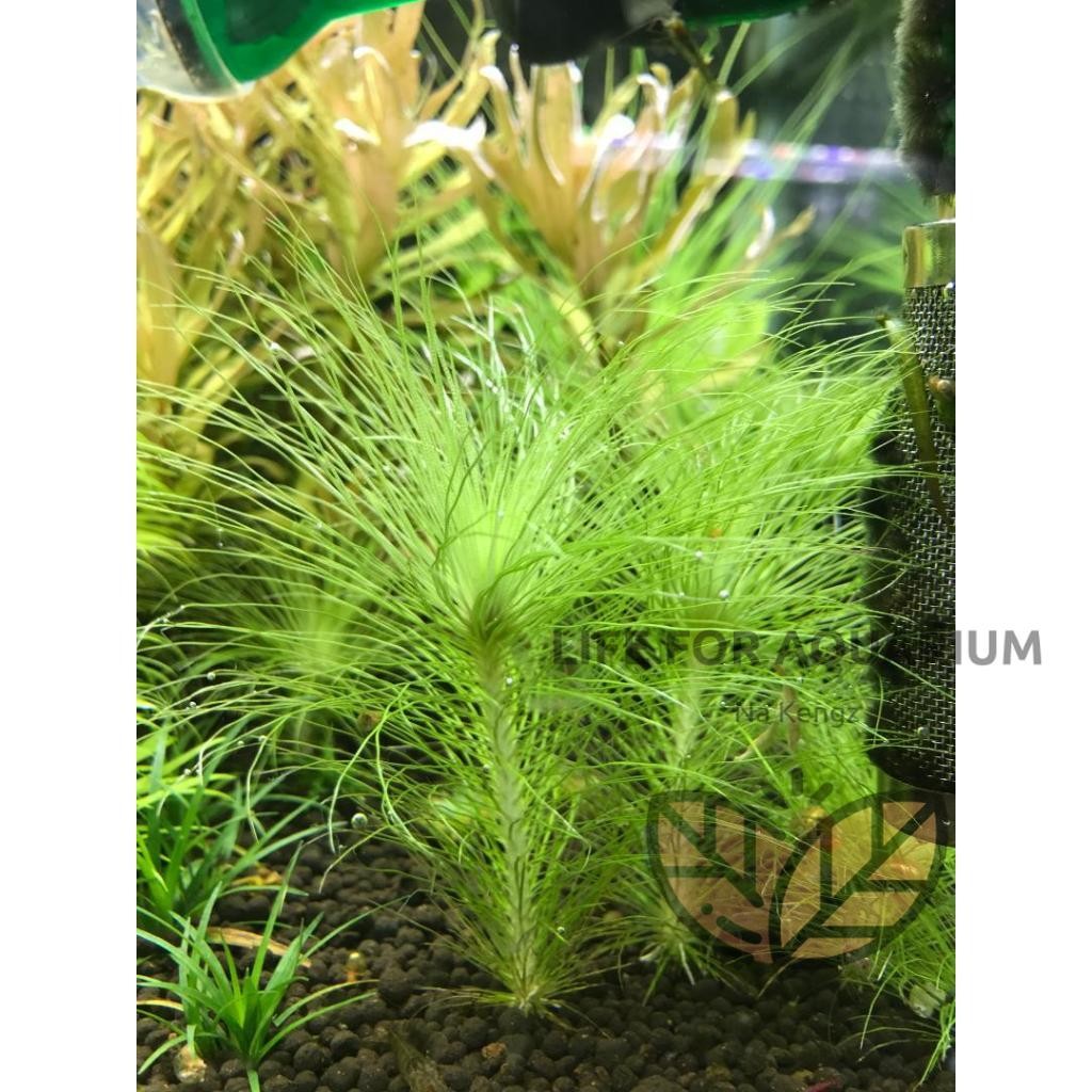 ไม้สะสม Eriocaulon setaceum กระดุมฝอย ไม้เขียว หน้าตู้ กลางตู้ ตู้ไม้น้ำ ของมันต้องมี Life for Aquarium ราคา ถูกที่สุด ดีลบีเคเค แกลเลอรีภาพที่ 9