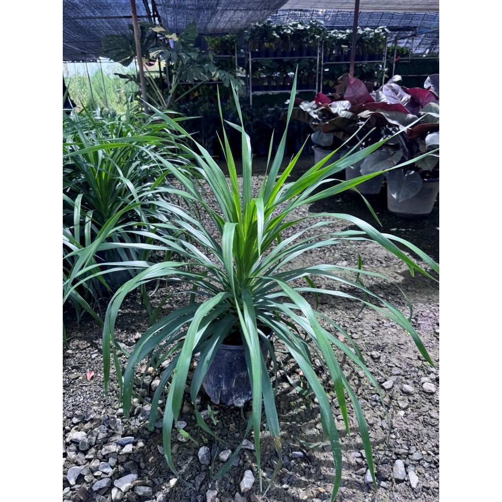 มุมมอง 5