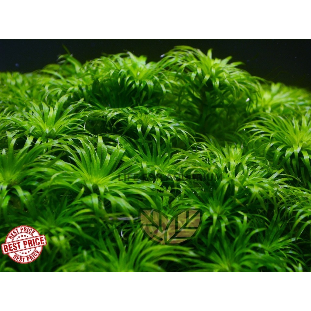 เพาะพันธุ์ใหม่ 2025 Tonina sp Belem  ไม้พุ่มหน้าตู้ อุเอเปส โทนิน่า พรรณไม้น้ำ ตู้ไม้น้ำ ไม้สวยหน้าต