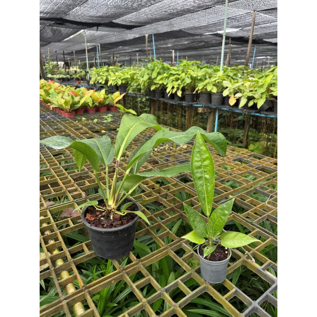 มุมมอง 2