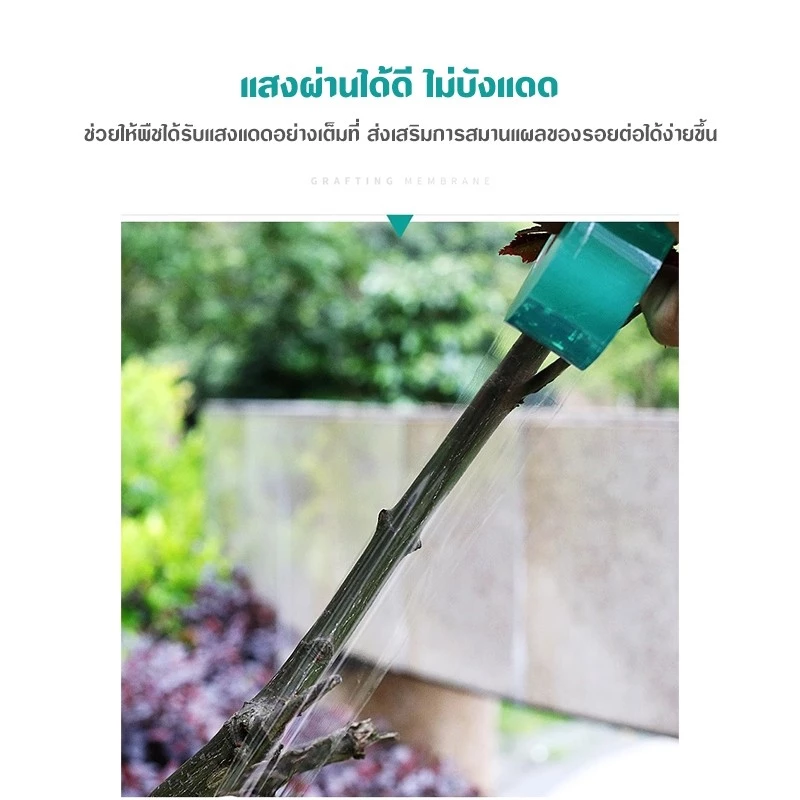 เทปพันกิ่งไม้ เทปพันตอนกิ่ง พลาสติกทาบกิ่ง เทปติดตาต้นไม้ thumbnail 6