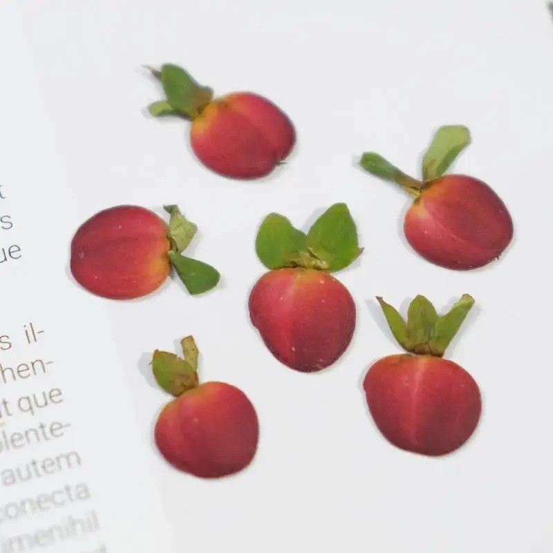 กดเชอร์รี่ผลไม้แห้ง-วัสดุงานฝีมือ ทําเอง สําหรับเรซิน,เคสโทรศัพท์,กรอบรูปและภาพวาดพืช - รูปที่ 3