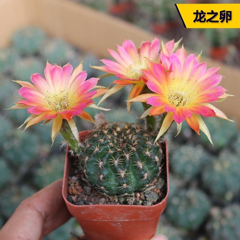 ไข่มังกร Lihua ลูกกระบองเพชรที่ได้รับการปรับปรุงพันธุ์ Lihua Lihua ไข่มังกรแคคตัสระเบียงอวบน้ำไม้กระ