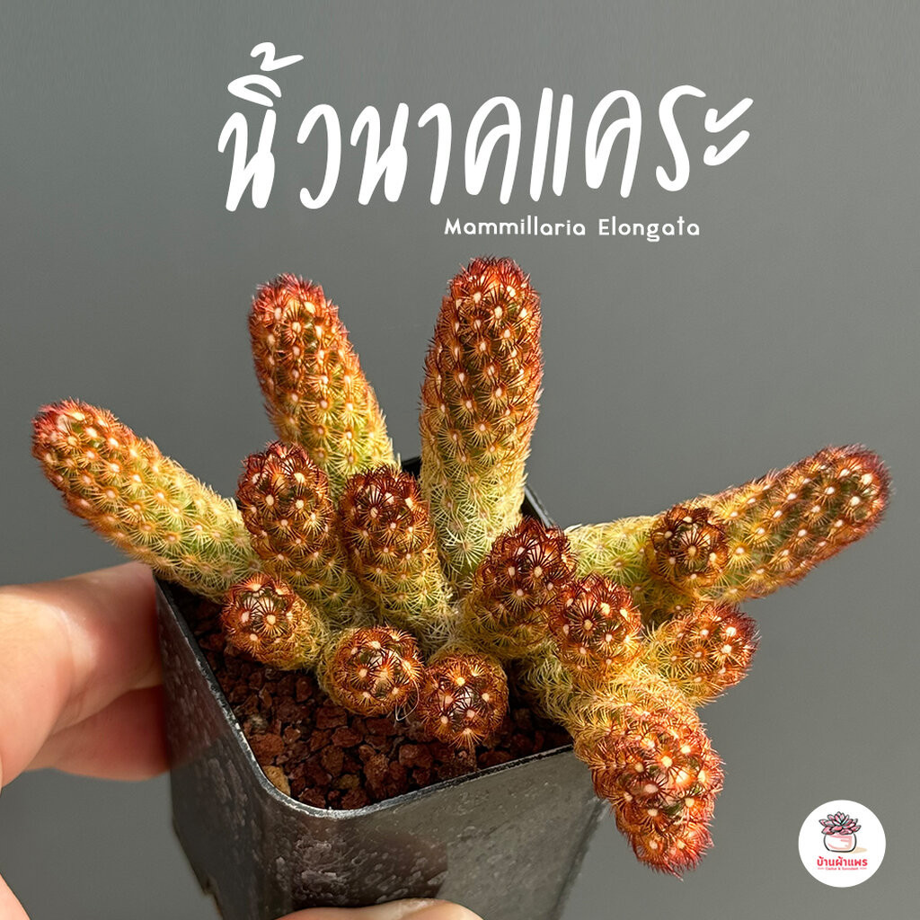 นิ้วนาคแคระ Mammillaria Elongata แคคตัส กระบองเพชร cactus&succulent
