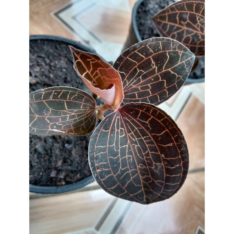 MERAH RARE RED FIBER ORCID JAWEL NY