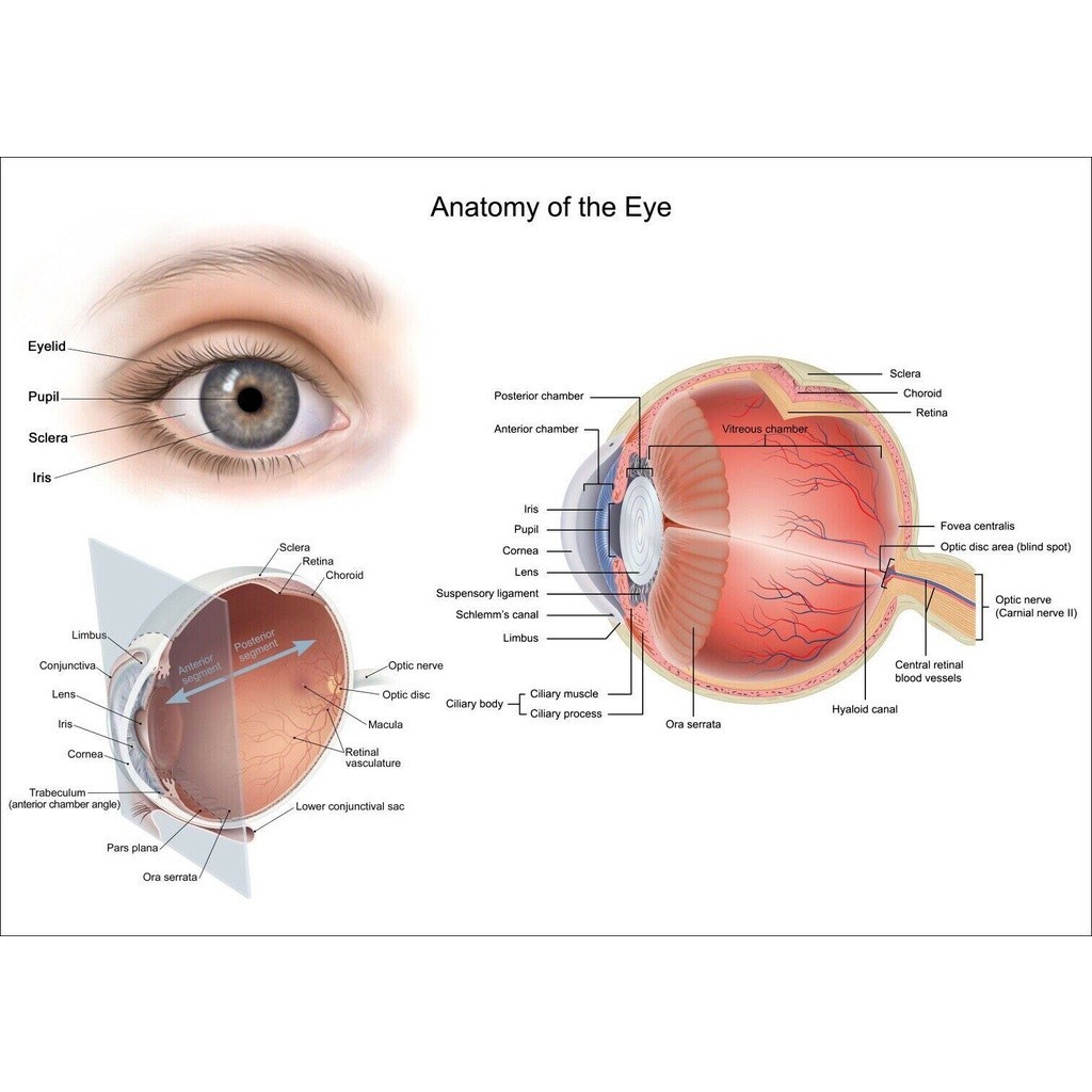 1 Piece Poster ANATOMICAL DIAGRAM HUMAN EYE ANATOMY OPTOMETRIST CHART Art Film Print Silk Poster Hom