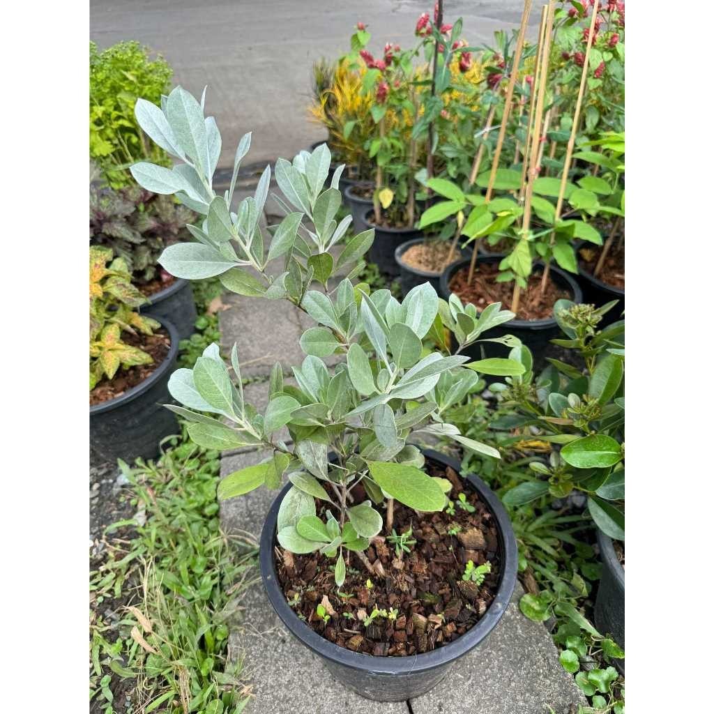 มุมมอง 4