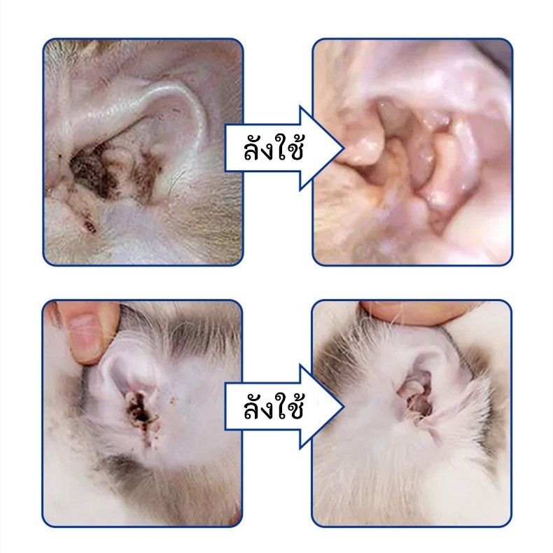 รูปภาพ 8