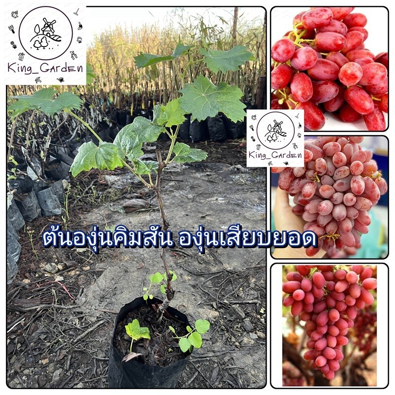 ต้นองุ่นคิมสันองุ่นเสียบยอดต้นสูงประมาณ 50 ถึง 60 เซนติเมตร_nhocrimsonkhonghat