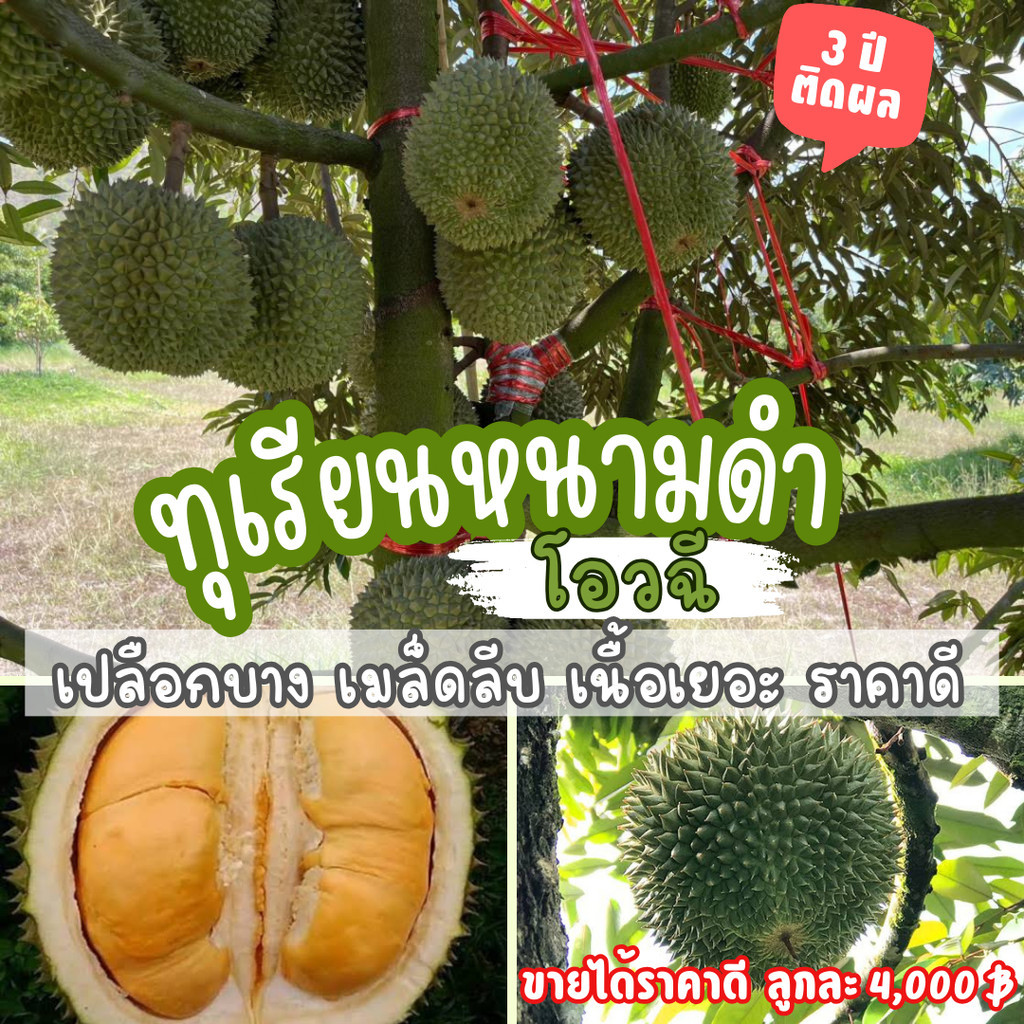 ต้นทุเรียน พันธุ์ หนามดำ ทุเรียน โอวฉี่ (หนามดำ)ต้นไม้แข็งแรงทุกต้น จาก บ้านและสวน แม่สมใจ