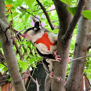 Ckfr 4 ชิ้นสัตว์เลี้ยงขนาดเล็กสายรัดหน้าอกหนูแฮมสเตอร์กระรอก Leash Anti Bite Traction เชือก Sugar Glider Windproof พิเศษ Anti Lost เชือกใหม่