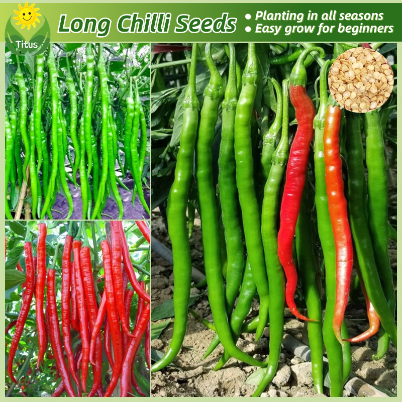 เม็ดพันธุ์ พริกชี้ฟ้ายาว เมล็ดพริกยาว บรรจุ 100เมล็ด Long Chili Pepper Seeds เมล็ดพันธุ์ผัก ผักออร์แกนิก บอนไซ พันธุ์ผัก