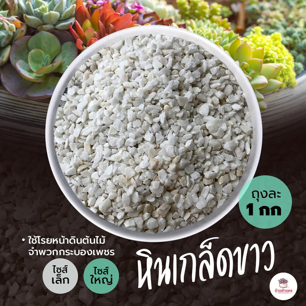 [ 1 กก. ] หินเกล็ดขาว แคคตัส กระบองเพชร ไม้อวบน้ำ