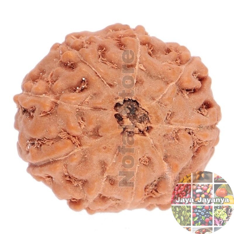 Rudraksha Genitri Mukhi 9 / Line 9 Jaya_Jayanya