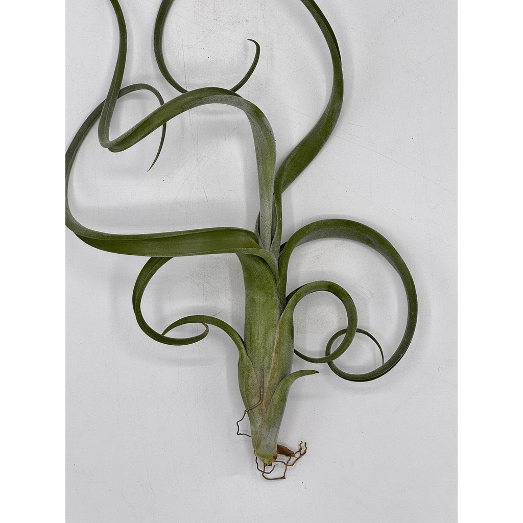 มุมมอง 4