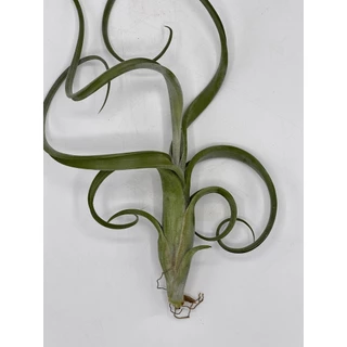 Tillandsia Intermedia ทิลแลนเซีย