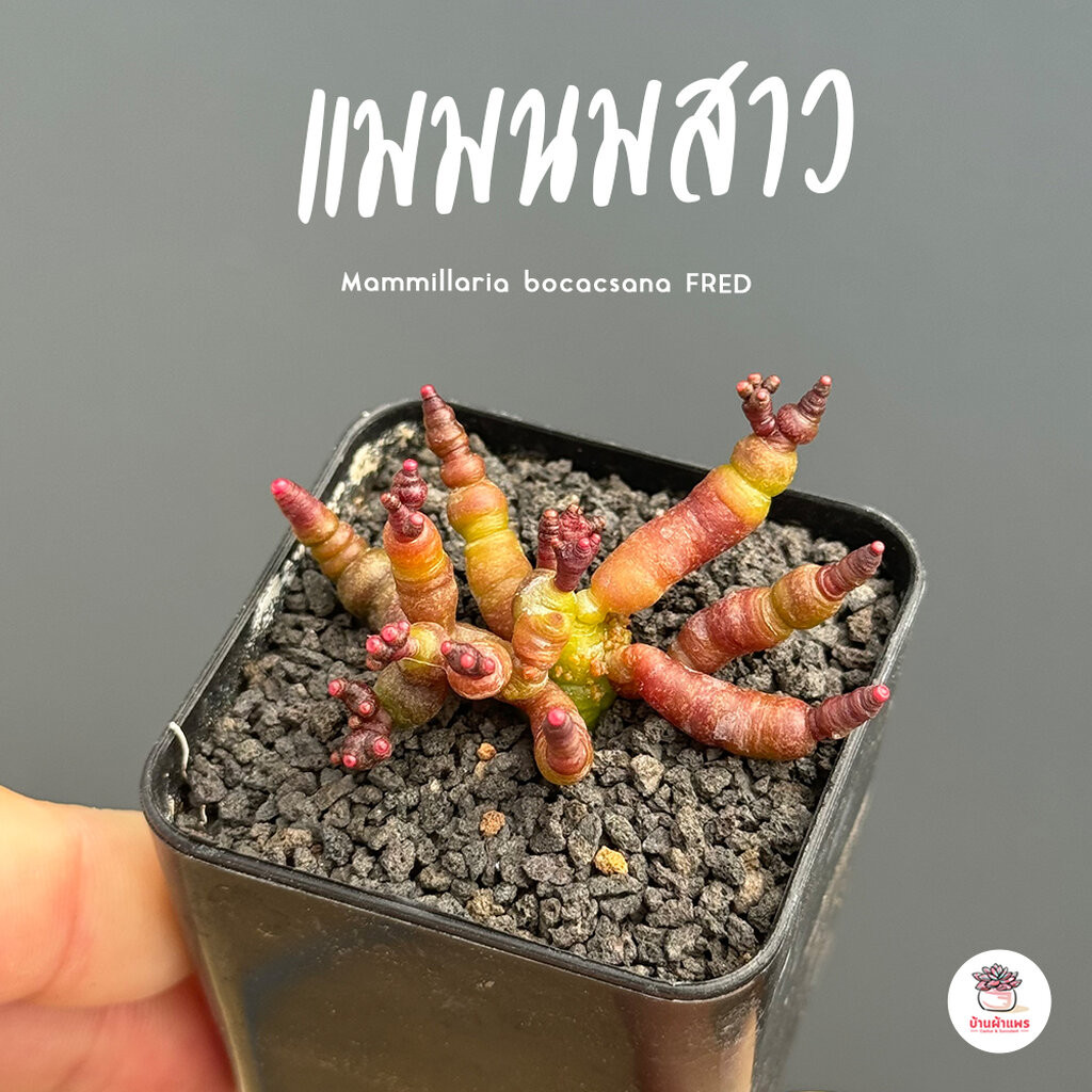 แมมนมสาว #โคลนหัวแหลม Mammillaria bocacsana FRED แคคตัส กระบองเพชร cactus&succulent