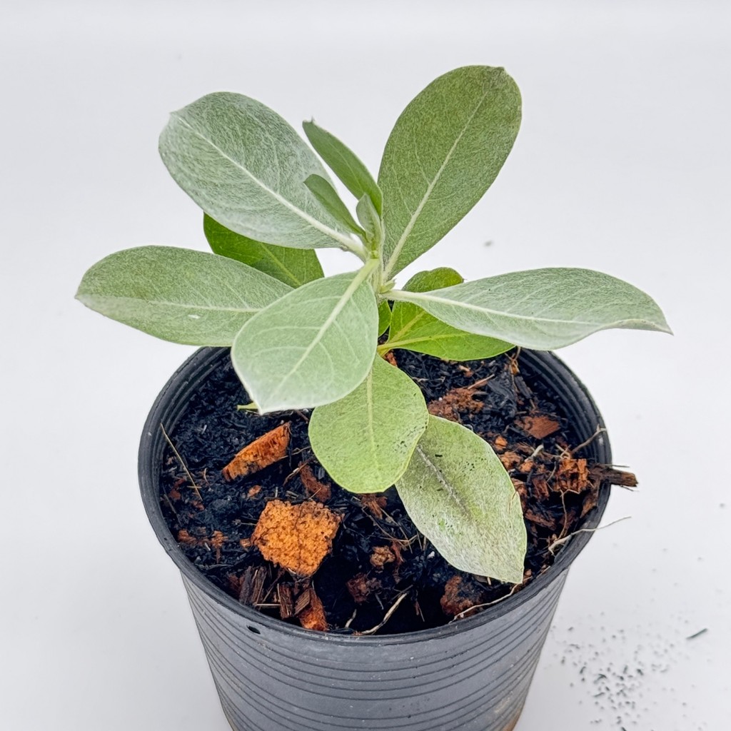 มุมมอง 2