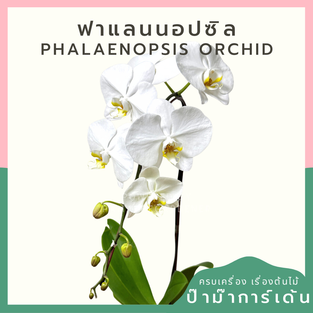ฟาแลนนอปซิล พร้อมกระถางเบลล่า ส่งด่วน ใน กทม เท่านั้น