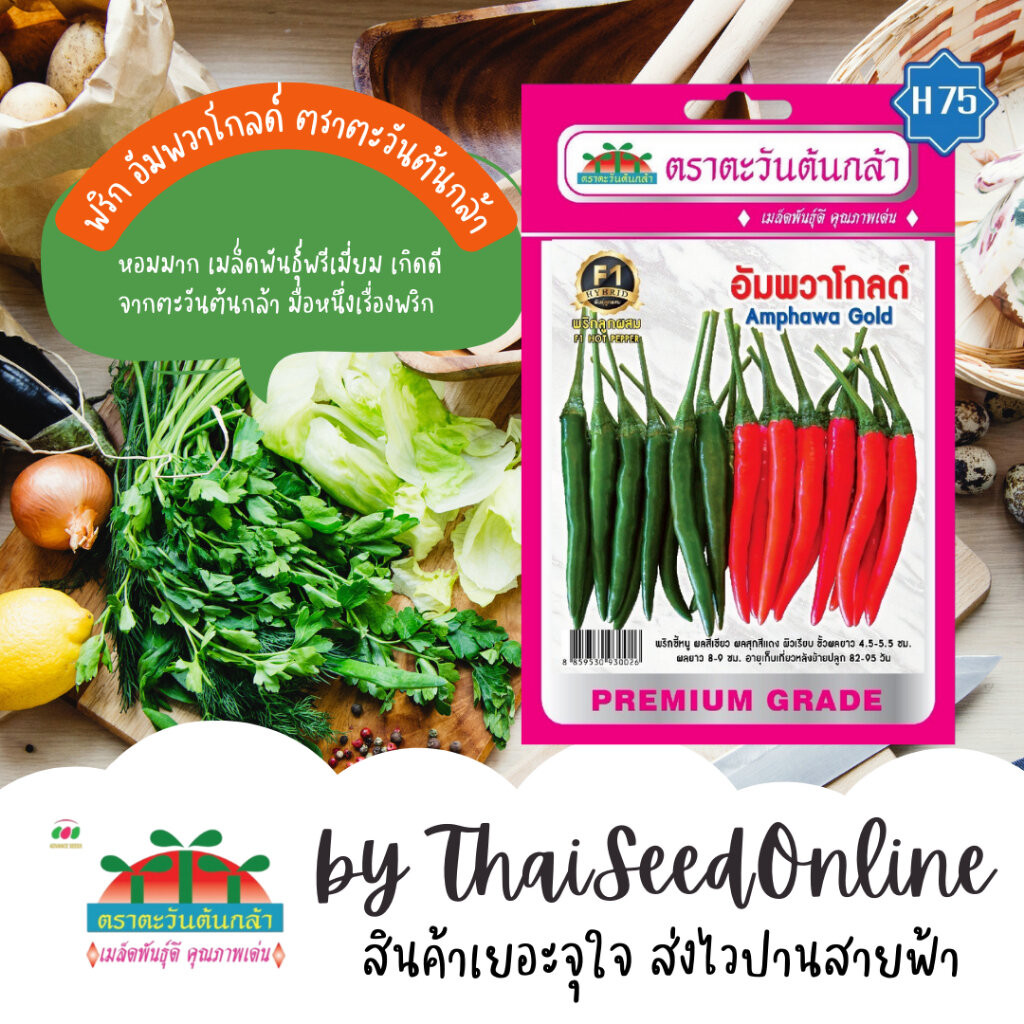 Advance Seeds(ตราตะวันต้นกล้า) Advance Seeds(ตราตะวันต้นกล้า) ADVF1 ซฟ เมล็ดพันธุ์ พริก อัมพวาโกลด์ ตราตะวันต้นกล้า H75