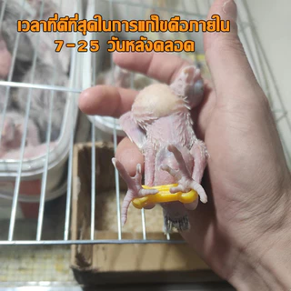 แก้ขานก การแก้ไขนกแก้ว ช่วยให้นกยืนได้ ลูกนกขาเบียด ลูกนกขาโก่ง แหวนขานก ห่วงขานก แหวนยึดขา