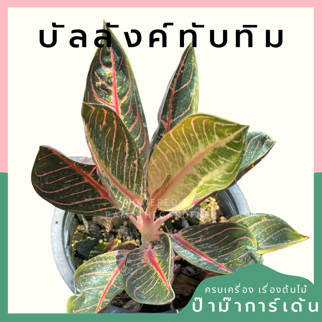 มุมมอง 2