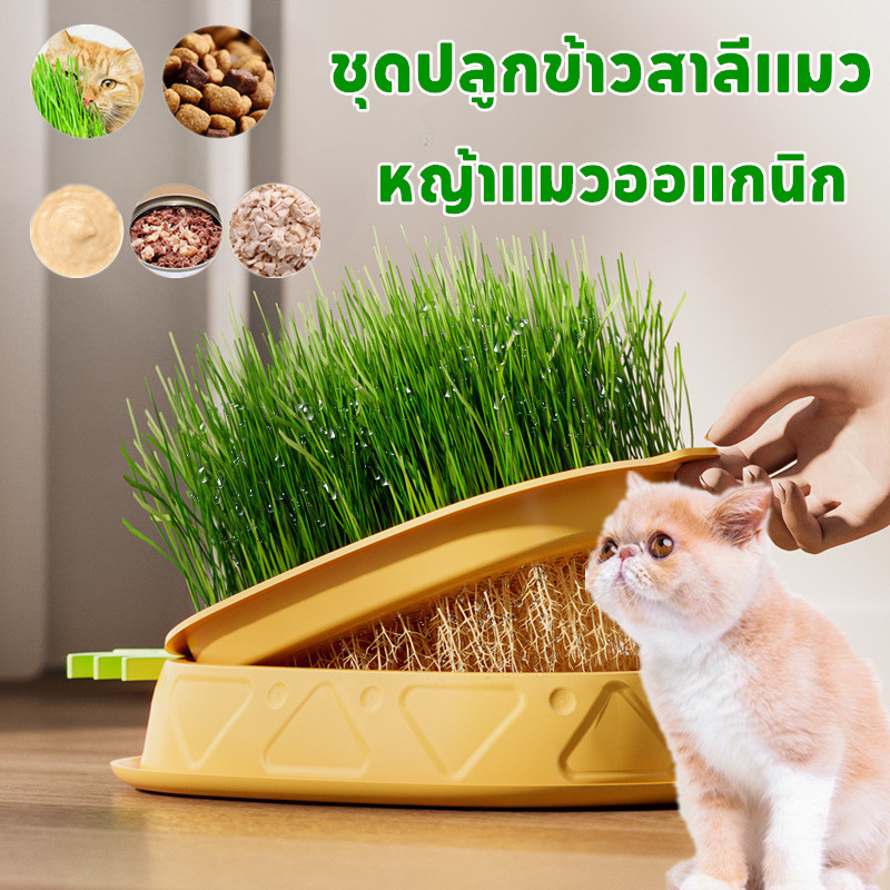 หญ้าแมว ชุดปลูกข้าวสาลีแมว ออร์แกนิค  ต้นข้าวสาลีแมว ถาดเพาะต้นอ่อน ไฮโดรโปนิกส์  3สี