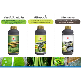 ปุ๋ยน้ำ ดวงตะวันเพชร ธาตุหลัก ธาตุรอง ธาตุเสริม อะมิโนบำรุงผล #ดวงตะวันเพชร
