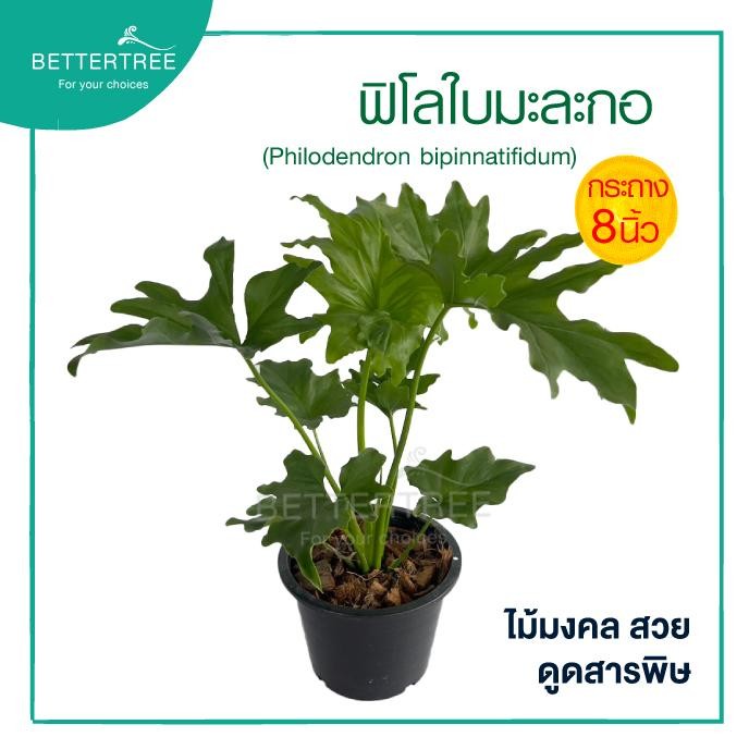 ฟิโลใบมะละกอ กระถาง 8 นิ้ว philodendron ต้นไม้ฟอกอากาศ ต้นไม้