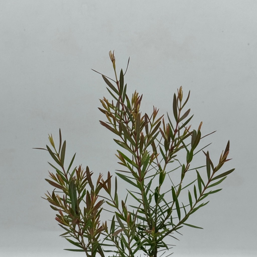 มุมมอง 3