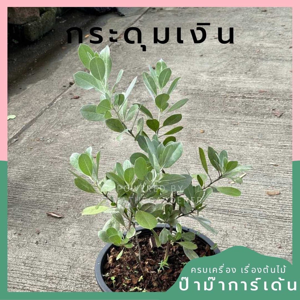 ต้นกระดุมเงิน กระดุมใบเงิน Silver Buttonwwod ใบสวย กระถาง 8 นิ้ว