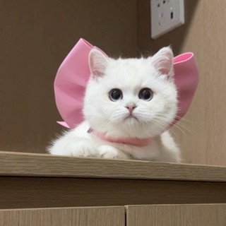 โบว์แมวแมรี่ผูกโบว์ผูกคอสัตว์เลี้ยงสร้อยคอแมวประดับปลอกคอสุน…