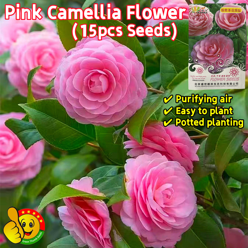 ปลูกง่าย ปลูกได้ทั่วไทย 15เมล็ด/ซอง เมล็ดพันธุ์ คามิเลีย คละสี Pink Camellia Flower Seeds ต้นไม้มงคลสวยๆ ดอกไม้ปลูกสวยๆ